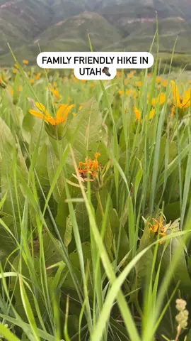 Family Friendly Hike in Utah 🥾 Save for later planning!  📍Little Mountain Trail 3.9 miles  853 ft elevation gain  Takes about 2 hours to complete, tons of wildflowers everywhere! Great views the whole way. Only the very first part and last part is steep.  Follow me @adventurewithanna_ for more Utah and family travel content ✨ • • • • #northernutah #saltlakecityutah #hikeutah #hikewithkids #momswhohike #visitutah #womenwhohike #wanderwomeninc #familyfriendlytravel 
