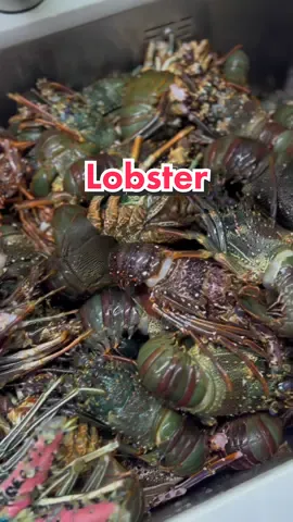 Fresh lobsters from Baler 🦞😍🤤🤤  #lobster #foodieph #foodfestontiktok #fyp 