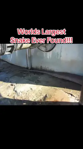 #snake #largestsnake #viral #scary #viralvideo #fyp #fypシ #fyp #funny #prank 
