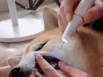 #ultrasonic tooth scaler for dogs#How do you clean your pet’s teeth? If you’re still using a toothbrush, you’re doing it wrong. You need this ultrasonic pet tooth cleaner from PAWZIDEA. It’s a device that cleans your pet’s teeth without any pain or discomfort. It uses high-frequency vibrations to remove tartar and plaque from your pet’s teeth, leaving them shiny and healthy. It’s easy to use and effective. Just turn it on and gently touch your pet’s teeth with the tip. You’ll see the difference in no time.