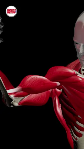 The anatomy of strength training:) Try out our apps and online courses, you will love them! #muscleandmotion #anatomy #personaltrainer #learninganatomy 