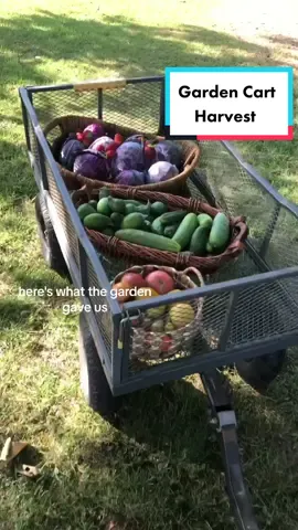Garden cart harvest! 😋  #purple #cabbages #berries #strawberries #cucumbers #heirloomtomatoes #tomatoes #rainbow #harvest #colorful #harvestbasket #garden #gardentok #garden101 #gardentips #gardening #gardeningtok #gardening101 #gardeningtips #Homestead #homesteadtok #homesteadlife #homesteading #farm #farmtok #farmlife #wholesome #positive #vibes #plants #greenthumb #victorygarden #veggiepatch #berrypatch #growagarden #growfood #growfoodnotlawns #comealong #comealongwithme  #fyp #fypage #foryou #foryoupage #viral 