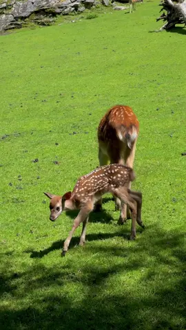 #حديقة_فيرلايتن #غزلان #ظبي #النمسا #🇦🇹