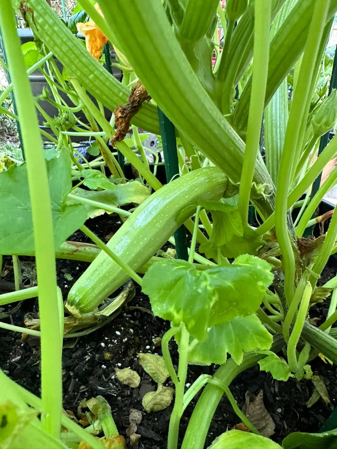 First zucchini ( i had to pollinate it ) and my tomatoes finally turning red !! #growth #vegetablegarden 