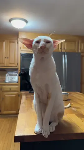 Sweet Winstony honks🙌🧡 #orientalshorthair #orientalcat #cutecat #funnycat #bigears #adamdriver #fyp #fypage #foryou #foryoupage #cat #cats #catsoftiktok #tiktokcat #dobbycat #honk 