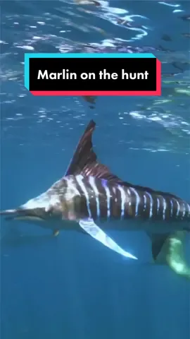 Marlin on the hunt for supper, notice how they use their speed and agility coupled with their bill to acquire their food.  Huge thanks to Shawnheinrichs for the footage.  #fishtok #marlin #stripedmarlin #marlinfishing #marlinfeeding #underwater #fishing #foryoupage #fyp #fypシ 