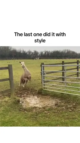 Cant stop watching #game #fun #screaming #laughing #fail #fails #failscompilation #failcompilation #failvideo #failed #funnymoment #memes #americanmemes #americanhumor #fungame #fungames #friends #viral #trending #waitforit #omg #noway #satisfying #interesting #LetsPlay #animals 