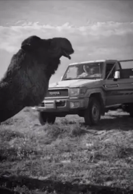 ﮼الصحاب‌‌ ﮼توا‌‌‌‌ ﮼کلهم‌‌ ﮼تباعه‌#شتاوي_غناوي_احميده_الذيب #الشاعر_احميده_الذيب #تصميم_فيديوهات🎶🎤🎬 #شعروقصايد #هميل_الرق🦌🔥 