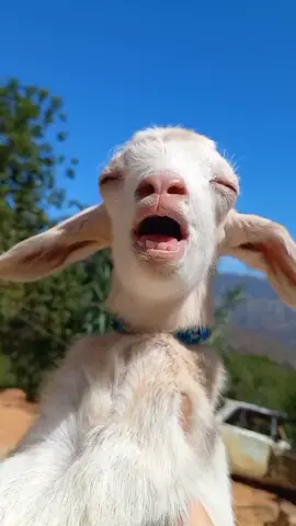 #هههههههههههههههههههههههههههههههههههههه #ضحك #معزه #CapCut #fypシ 