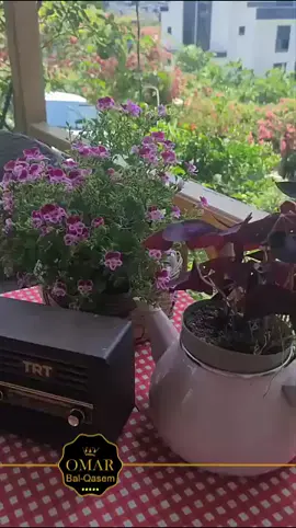 أم كلثوم .. عوت عيوني ، ويوم ما تسعدني بقربك ألاقي كل الناس أحباب ، ويفيض على نور حبك أقول مفيش في الحب عذاب . ❤🌹