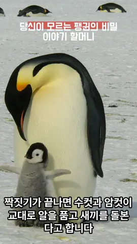 당신이 모르는 팽귄의 비밀#shorts  #팽귄   #비밀   #이야기   #할머니   #당신만   #모르는   #재미있는   #이야기보따리  #재미있는영상