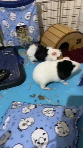 Espero que essa  adaptação não demore muito 😭😂 Ps: eles estavam em cercado separados, juntei eles faz dois dias e tava tudo bem,do nasa beigaram  ##porquinhodaindia##pig