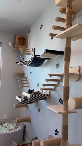 A tour of our cat room! 🐱 #fyp #foryou #foryoupage 