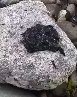 The bootlace worm (Lineus longissimus) is in the phylum Nemertea or ribbon worms. It is one of the longest animals known, with specimens up to 30 metres (98 ft) long being reported. They may grow as long as 60 metres (200 ft), which would make it the longest animal in the world.