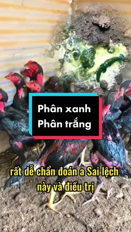 Phân xanh phân trắng gà chọi#gàđòn #gà_chọi_việt_nam #gàchọi #gàchọic1 