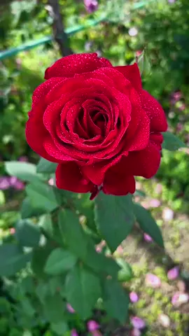 #fypシ #tiktok #foryou #beautiful #tiktokflowers #landscape #flowerphotography #flowervideo 