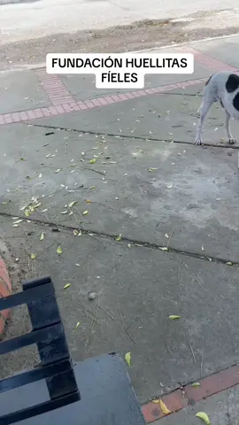 #viral #viraltiktok #viral_video #apoyo #apoyomutuo #callejeros #amorporlosanimales #angelesdedios #unsueñoposible #apoyamecontucorazon #ayudando #sos 