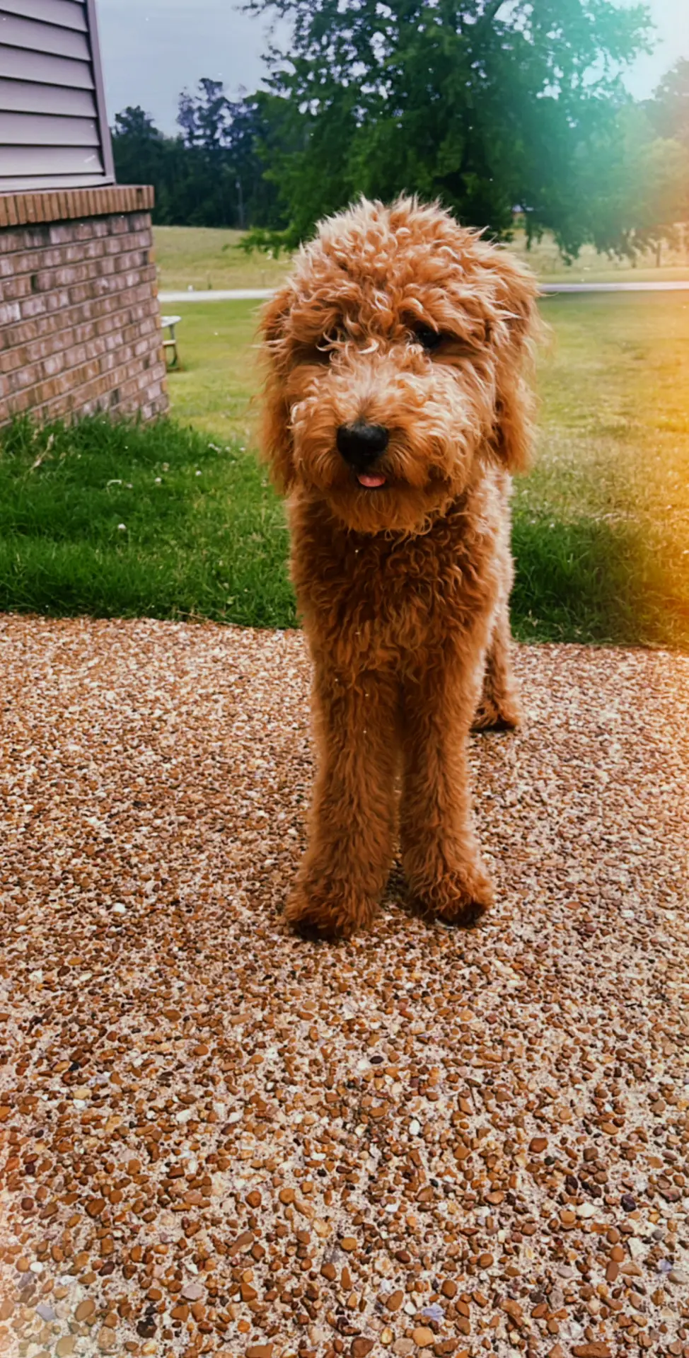 My boy got a cut #doodle 