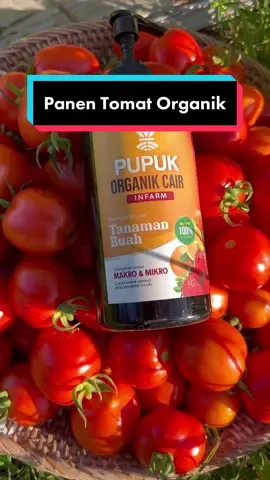 Panen Tomat Organik yang sangat memuaskan 😍 #fyp #fypシ #infarm #petiktomat #panenbuah 