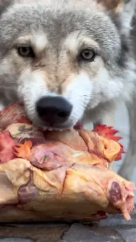 Respuesta a @Ivan Meza  ASMR DE MI LOBA 🐺🔥. Lobo comiendo