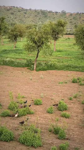 The sound of peacock in the green thar... 🦚❣️ #tharipeople #rainyday #visit #rain #mountains #nature #abr_thari_photography #villagelife #tharparkarsindh #ABRThari⚔️ #desert #sindh #beauty #thar #villagelifestyle #viral #thardesert #beautilfulview #tharparkar💚💚 #villagebeauty 