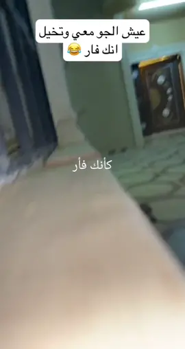 #فأر #فئران #كامرة_خفية😭😂 #مضحك #عالم_الحيوان #تك_توك #مشاهير_تيك_توك_مشاهير_العرب 