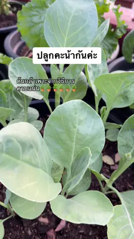 มาปลูกคะน้ากันค่ะ #ผักสวนครัวกับครัวบ้านๆ #สวนครัวบ้านฉัน #ผักสวนครัวกระถางปลอดสาร #ปลูกผักในกระถาง🥦🥬🥒🥕😁🤣 #ผักสวนครัวบ้านเราเอง #ผักสวนครัวเล็กๆของฉัน #ผักสวนครัวรั้วกินได้ #ถุงปลูกแสนดี #ปุ๋ยมูลไส้เดือน 