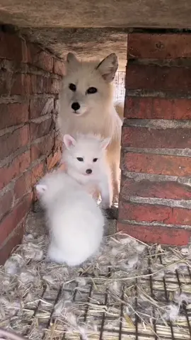 Mother White Fox is so beautiful.Their children are also very beautiful. #White Fox#Cute and cute pet#recommend