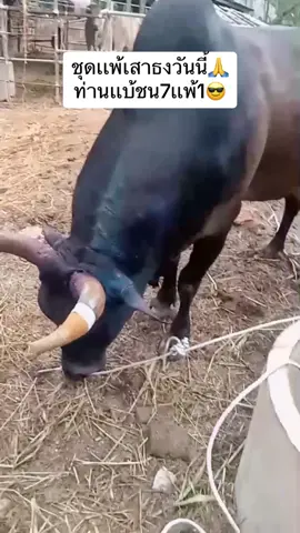 ขออภัยภาพไม่ชัด พอดีอยู่สุโขทัยยังไม่กลับคับ#วัยรุ่นวัวชน #รับซื้อวัวชนเเพ้ #วัววางวิ่ง #เด็กใต้นครศรีธรรมราช #วงการวัวชน #วัวโครงการหลวง #มาเด้อขวัญเอ้ย 