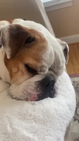 she couldnt even be awake for the filming #dog #fyp #foryou #bulldog #englishbulldog #BestFriends 