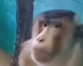Side eye monkey meme🙉👀 #tiktok #foryou #foryoupage #meme 
