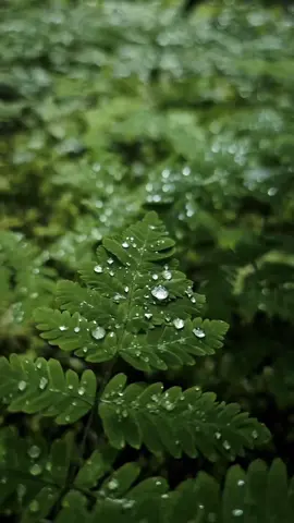 #livewallpaper #wallpaper #wallpapers #hdwallpaper #4klivewallpaper #leafs #leaf #greenleaf #rainyleaf #rainyday #wetleaf 