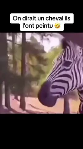 On dirait un cheval ils l'ont peintu 🤣 #laref #drole #pourtoi #zoo #zebre #cheval 