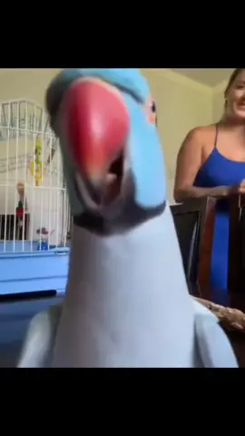 eu sou melhor!! 🦜 #papagaio #melhor #fy #viral #foryou #vaiprofycaramba 