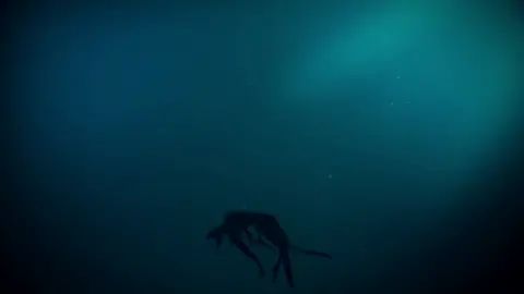 #CapCut #cosmicgarouedit #opm #afterdarkmrkitty 