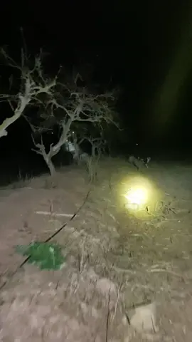 Bigote🐶afirmando la placa !!#conejos #cacerianocturna #galgoschile🐇🐕🤠 