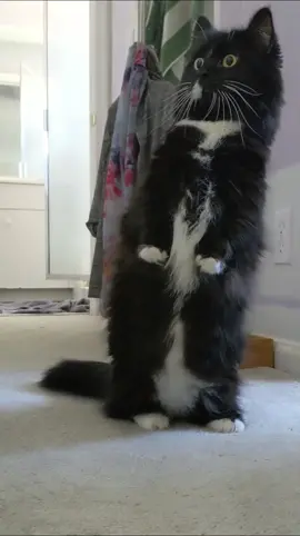 me seeing a new platform launch  #socialmedia #catsoftiktok #catsofinstagram #catsofthreads #catlovers #catlady 