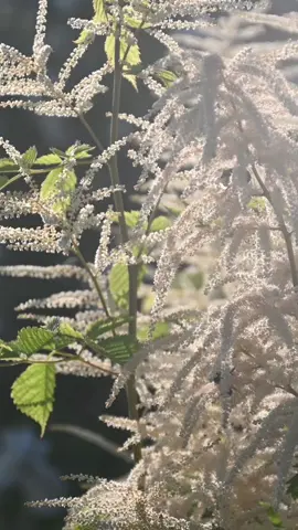 Working Bees #background #backgroundvideo #wallpaper #freevideo #wallpapervideo #livebackground #freewallpaper #bee 
