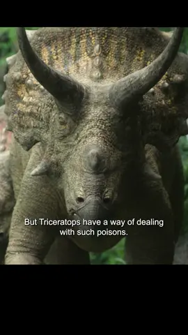 #triceratops #tiktok 