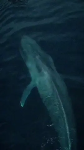 لَا إِلَٰهَ إِلَّا أَنْتَ سُبْحَانَكَ إِنِّي كُنْتُ مِنَ الظَّالِمِينَ✨. #سورة_الانبياء #يونس_عليه_السلام #سيدنا_يونس_في_بطن_الحوت #لا_اله_الا_انت_سبحانك_اني_من_الظالمين #فاستجبنا_له_ونجيناه_من_الغم #foryour #foryoupage #viral #fypシ 