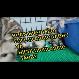 có sen nào mê mèo sọc không? #nangarden #catsoftiktok #cats #meo #catlover #meosocdua #classictabby #bicolor 