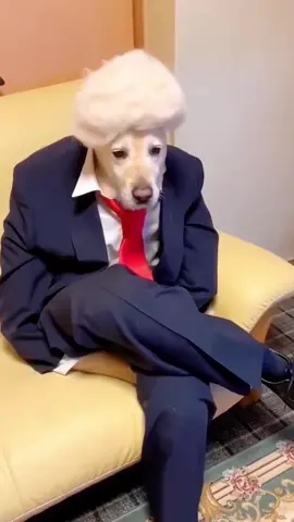 How mature a dog is in human clothes 😂😂#foryou #pet #dog #cute #funny #funny 
