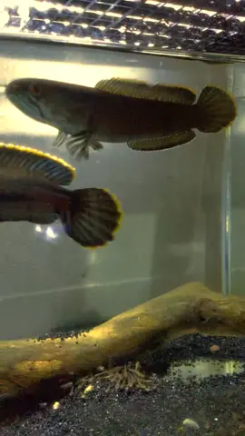 Update perkembangan fry Limbata yg x jadi jual itu hari 🤣 Lagi seminggu genap sbulan umur fry Limbata 😁 Stakat ni bagi makan induk je, induk yg bagi makan dekat ank diorang, insyaAllah bila dh ready jual saya up balik 😉#ajbettamache #channalimbata #channa #limbata #channamalaysia🇲🇾 #fyp 