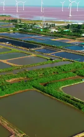 Cánh đồng điện gió Bạc Liêu đẹp như trời Âu #baclieu #diengiobaclieu #xuhuong #tiktoktraveltrend #foryou #dulich #amazing #natural #vietnam #fyp #tiktoktravel #trending 
