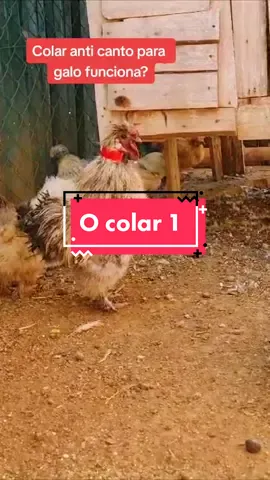 Colar anti cantoneira galo funciona? #galinhamodelada #garnizemodelada #garnize #galinhasedosa #galinheiro #galo #canto #aliexpress #compreinaaliexpress #anticrowling #roostercrowing 