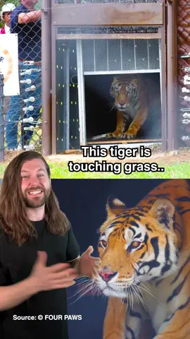 Tigers feel grass for the first time in 15 years! #fyp #foryou #tigers #rescue #animals #animalrights #conservation 