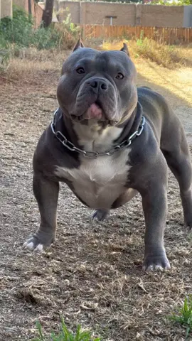 Ragnar 🇦🇷🇧🇴🐾🦍  #ragnar_bullys #americanbully #americanbullybolivia #mascotas #dog #perroguardian #pitbull #pocketbully 