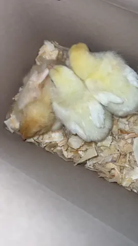 Real Chicken at KFT PRANK🤣🤣🤣🤣🤣 #viral #sharethecare #relatable #funny #viralvideo #explore #repostfunnymeme #repair 