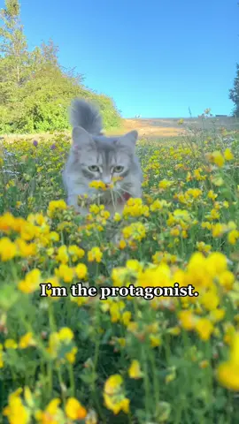 Whenever Wherever. I’m the protagonist! 🐾💛🌼🐾💛🌼🐾💛🌼🐾 #purrfect_cat_today #catstagramcat #cat_delight #cutecats_oftheworld #adventurecat #adventrapets #siberian_cat_lovers #siberiancat #siberiancatsofinstagram #catspaceandcoffee #meowz_pet_features #balousfriends #moffmecat #nekochan_honpo #catfeatures #cats #PawshCatClub #ねこのきもち #ねこすたぐらむ #ねこすた #サイベリアン #猫好きさんと繋がりたい #猫のいる暮らし #cutepetclub #nyanko #にゃんだふるらいふ #にゃんこ #猫可愛い #protagonist #whenverwherever #shakira
