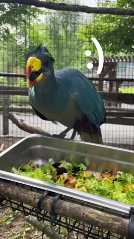 Here we see Rafiki having his breakfast (he picks all the blueberries out) #bird #birds #turaco #turacos #greatblueturaco #birdsoftiktok #animal #animals #animallover #animallovers #zookeeper #zookeepers #zoosandaquariums #animalcare #animalfriends 